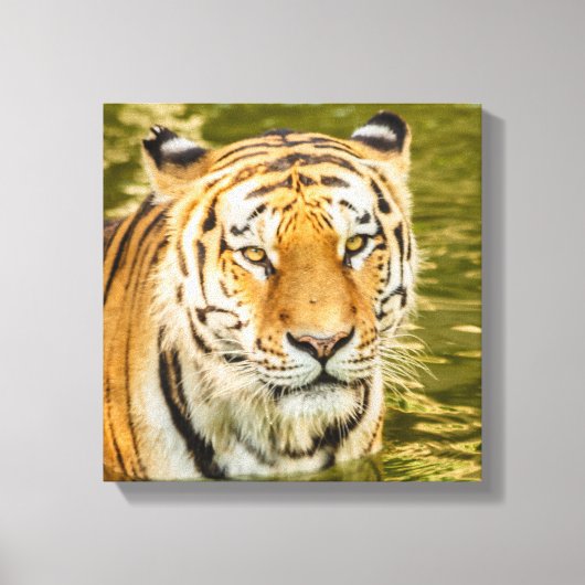 SIBIRISCHER TIGER AUF LEINWANDDRUCK (Vorderseite)