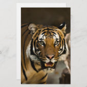 Sibirischer Tiger Briefpapier (Vorne/Hinten)