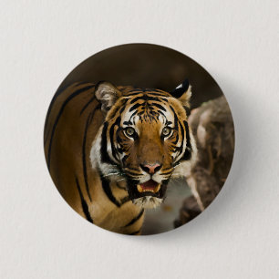 Sibirischer Tiger Button