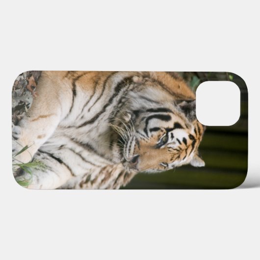 Sibirischer Tiger Case-Mate iPhone Hülle (Rückseite (Horizontal))