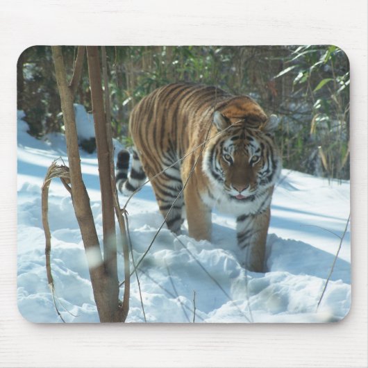 Sibirischer Tiger, der in Schnee Mousepad geht (Vorne)
