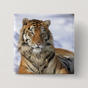 Sibirischer Tiger, der Pantheratigris altaica, Button