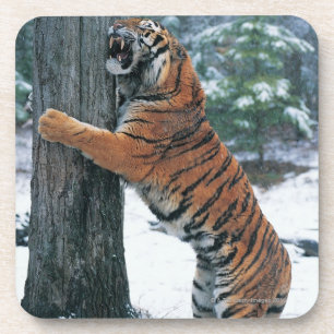 Sibirischer Tiger (der Pantheratigris altaica) Getränkeuntersetzer