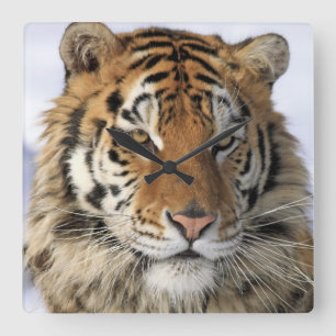 Sibirischer Tiger, der Pantheratigris altaica, Quadratische Wanduhr