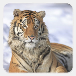 Sibirischer Tiger, der Pantheratigris altaica, Quadratischer Aufkleber