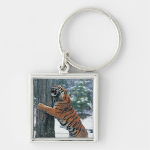 Sibirischer Tiger (der Pantheratigris altaica) Schlüsselanhänger