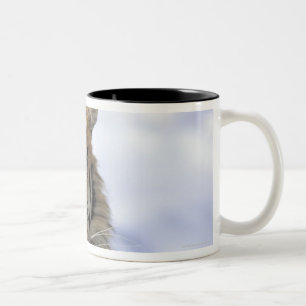 Sibirischer Tiger, der Pantheratigris altaica, Zweifarbige Tasse