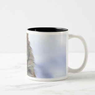 Sibirischer Tiger, der Pantheratigris altaica, Zweifarbige Tasse