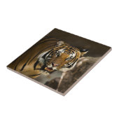 Sibirischer Tiger Fliese (Seite)