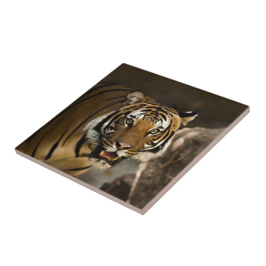 Sibirischer Tiger Fliese (Seite)