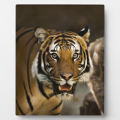 Sibirischer Tiger Fotoplatte (Vorderseite)