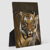 Sibirischer Tiger Fotoplatte (Seite)