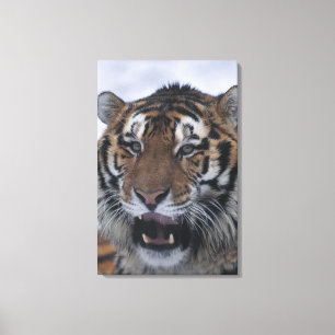Sibirischer Tiger gähnende 2 Leinwanddruck