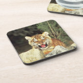 Sibirischer Tiger Getränkeuntersetzer (Linke Seite)