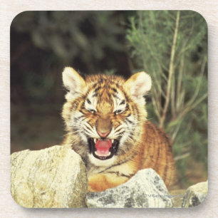 Sibirischer Tiger Getränkeuntersetzer