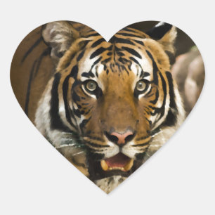 Sibirischer Tiger Herz-Aufkleber