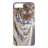 Sibirischer Tiger im Schnee, China Case-Mate iPhone Hülle (Rückseite)