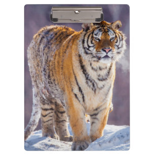 Sibirischer Tiger im Schnee, China Klemmbrett