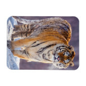 Sibirischer Tiger im Schnee, China Magnet (Horizontal)