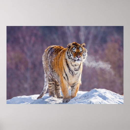 Sibirischer Tiger im Schnee, China Poster (Vorne)