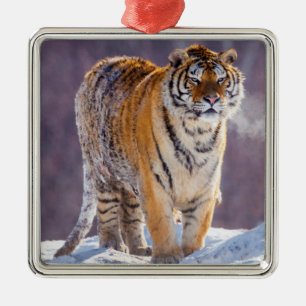 Sibirischer Tiger im Schnee, China Silbernes Ornament