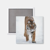 Sibirischer Tiger im Schnee Magnet (Vorderseite/Rückseite)