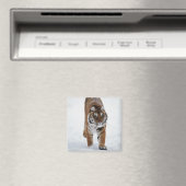 Sibirischer Tiger im Schnee Magnet (In Situ (Geschirrspüler))