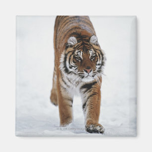 Sibirischer Tiger im Schnee Magnet