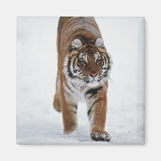 Sibirischer Tiger im Schnee Magnet (Vorne)