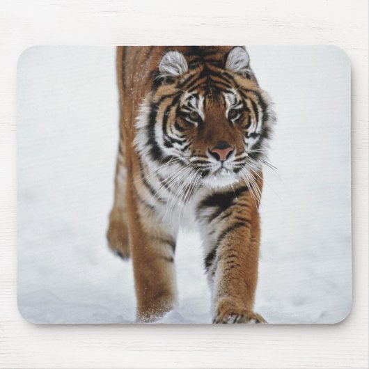 Sibirischer Tiger im Schnee Mousepad (Vorne)
