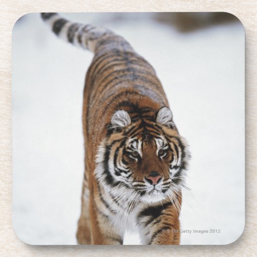 Sibirischer Tiger im Schnee Untersetzer (Vorderseite)