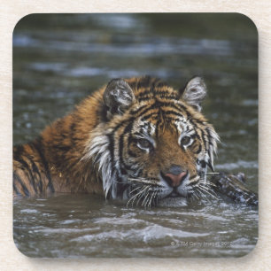 Sibirischer Tiger im Wasser Getränkeuntersetzer