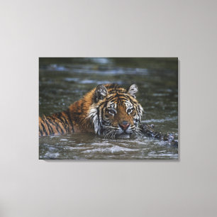 Sibirischer Tiger im Wasser Leinwanddruck