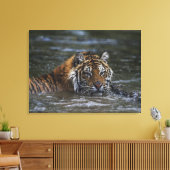 Sibirischer Tiger im Wasser Leinwanddruck (Insitu (Wohnzimmer))