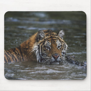 Sibirischer Tiger im Wasser Mousepad