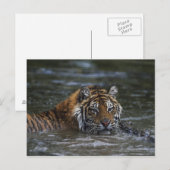 Sibirischer Tiger im Wasser Postkarte (Vorne/Hinten)