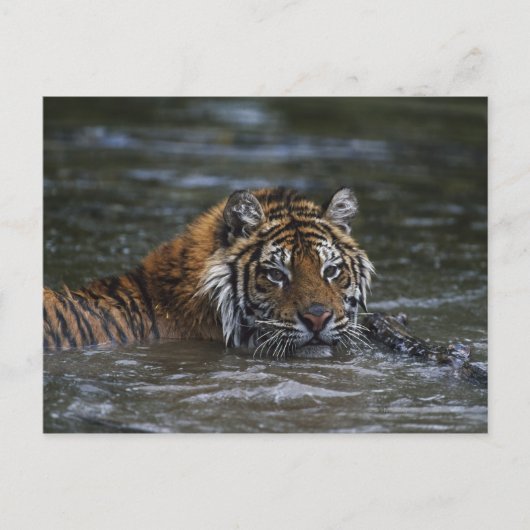 Sibirischer Tiger im Wasser Postkarte (Vorderseite)