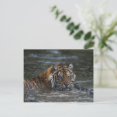 Sibirischer Tiger im Wasser Postkarte (Stehend Vorderseite)