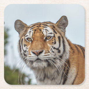 Sibirischer Tiger im Wilden Rechteckiger Pappuntersetzer