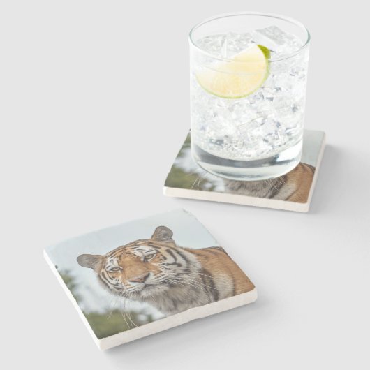 Sibirischer Tiger im Wilden Steinuntersetzer (Seitenansicht)