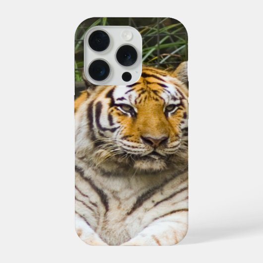 Sibirischer Tiger iPhone Hülle (Rückseite)