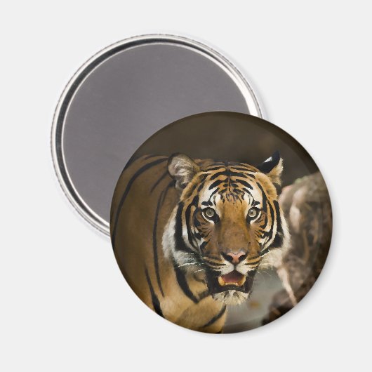 Sibirischer Tiger Magnet (Vorderseite/Rückseite)