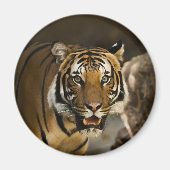 Sibirischer Tiger Magnet (Vorne)