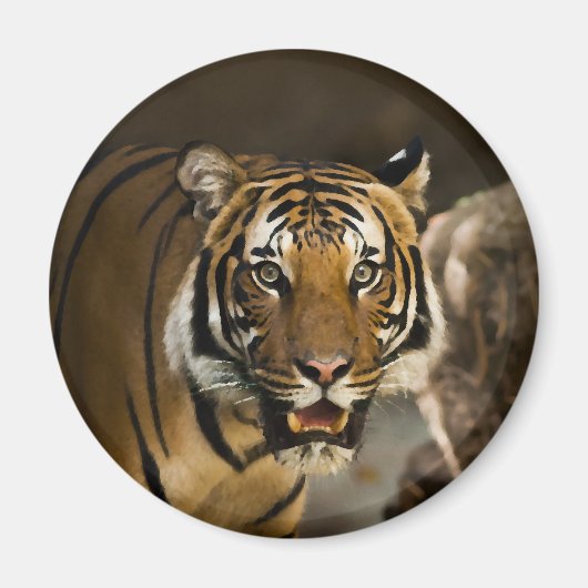 Sibirischer Tiger Magnet (Vorne)