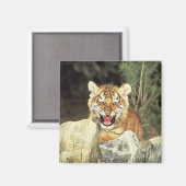 Sibirischer Tiger Magnet (Vorderseite/Rückseite)