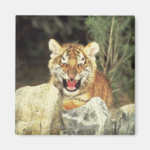 Sibirischer Tiger Magnet