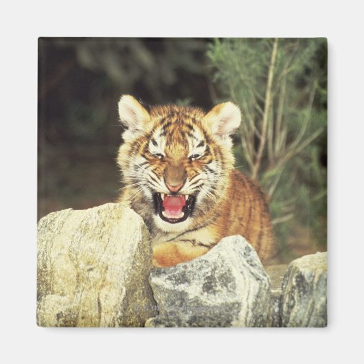 Sibirischer Tiger Magnet (Vorne)