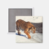 Sibirischer Tiger Magnet (Vorderseite/Rückseite)