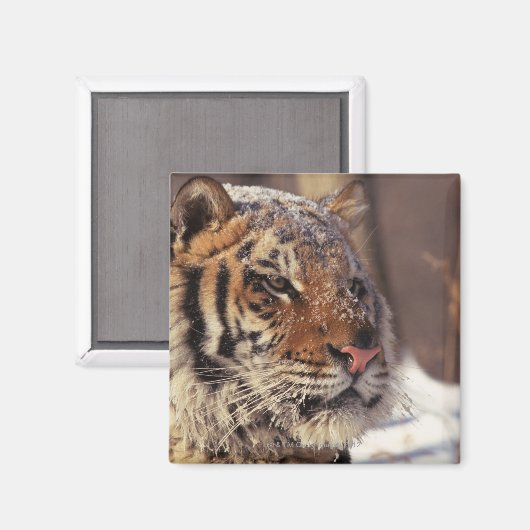Sibirischer Tiger Magnet (Vorderseite/Rückseite)