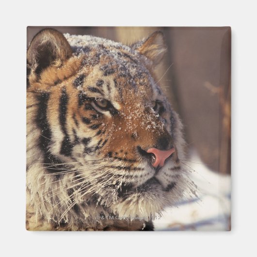 Sibirischer Tiger Magnet (Vorne)